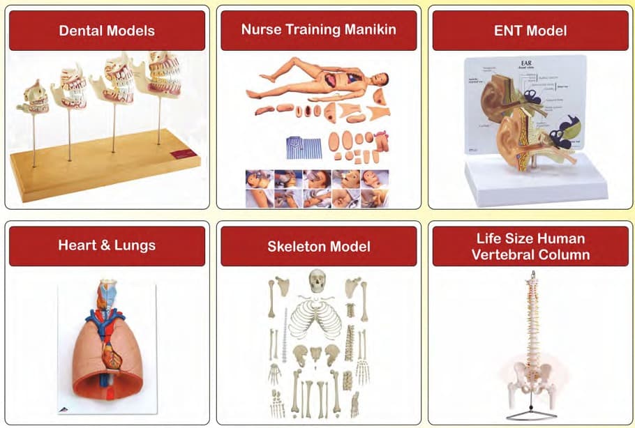 Medical & Educational Model Collection